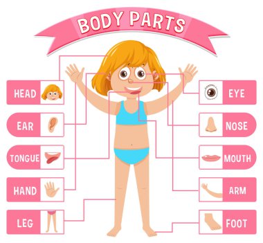 Sözcük dağarcığı illüstrasyonlu vücut parçaları