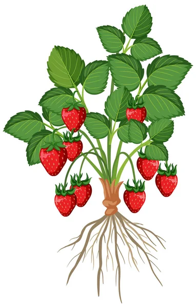 Strawberry Plant Isolated Root Illustration — Stock Vector