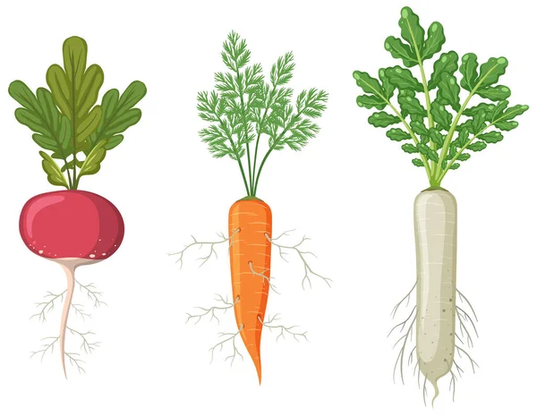 Set Root Vegetables Illustration — Stock Vector