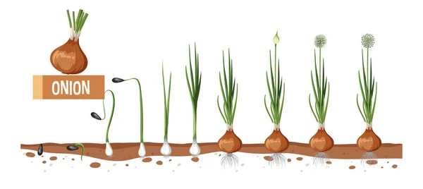Ciclo Vida Ilustração Diagrama Plantas Cebola — Vetor de Stock