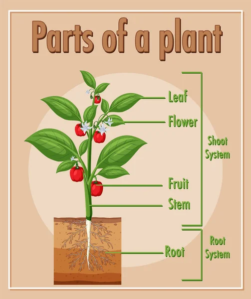 Diagram Showing Parts Plant Illustration — Stock Vector