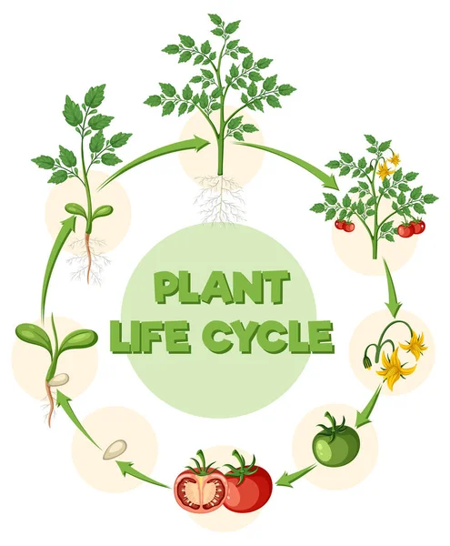 Livscykel För Ett Diagram Över Tomatplantor — Stock vektor