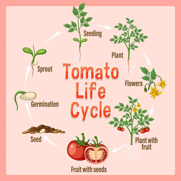Cykl Życia Ilustracji Schematu Rośliny Pomidora — Wektor stockowy
