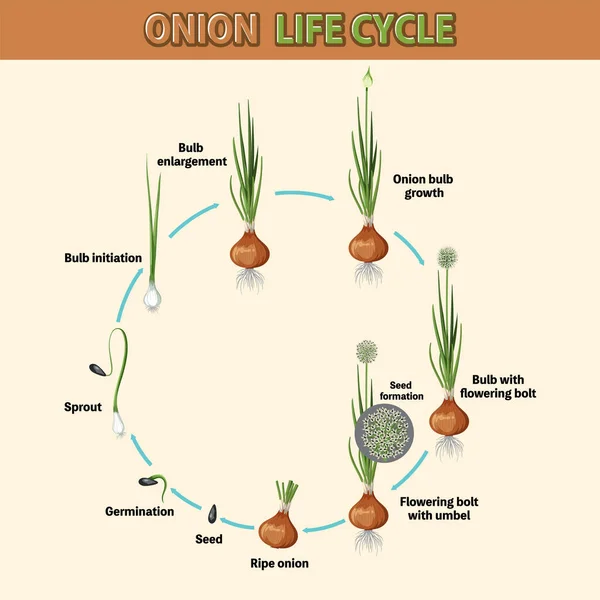 Wykres Przedstawiający Ilustrację Cyklu Życia Cebuli — Wektor stockowy