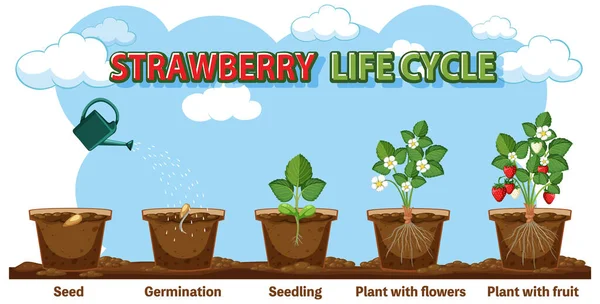 Stock vector Strawberry Plant Growth Stages illustration