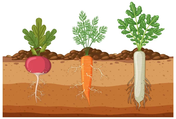 Set Sayuran Akar Dengan Sistem Akar Ilustrasi Bawah Tanah - Stok Vektor