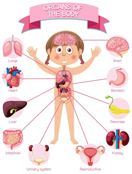 Órgãos Internos Corpo Para Crianças Ilustração — Vetor de Stock