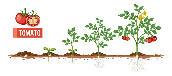 Levenscyclus Van Een Illustratie Van Een Tomatenplantendiagram — Stockvector