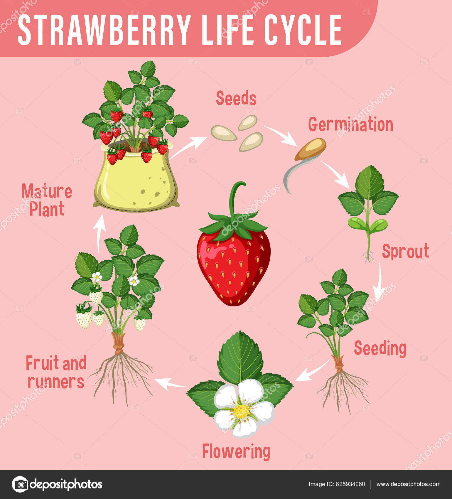 Life Cycle Strawberry Diagram Illustration Stock Illustration by ©brgfx