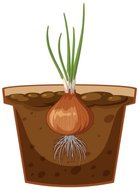 Soğan bitkisi vektör çiziminin kökü