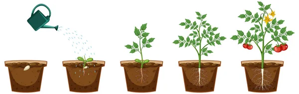 Ciclo Vida Una Planta Tomate Ilustración — Vector de stock