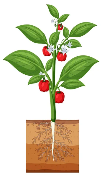Bell Πιπέρι Φυτό Δείχνει Απεικόνιση Ρίζας — Διανυσματικό Αρχείο