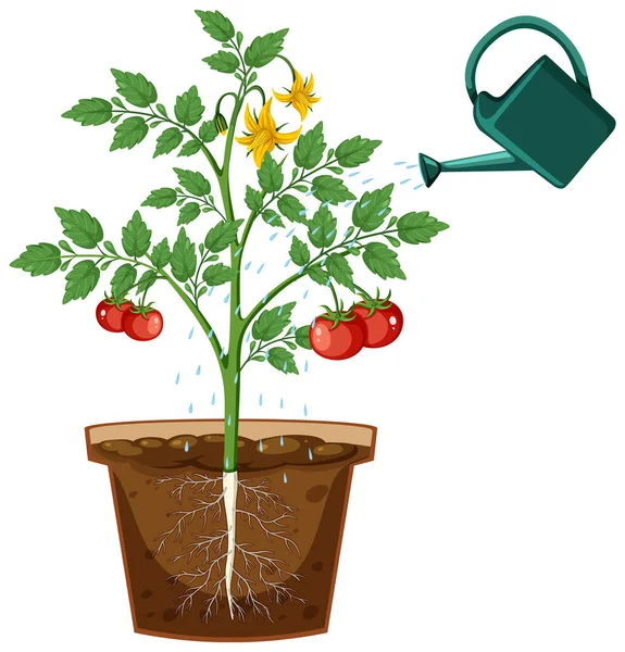Raíz Planta Tomate Maceta Vector Ilustración — Vector de stock