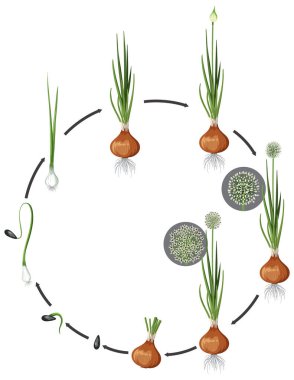 Soğan büyüyen çember bilim illüstrasyonu