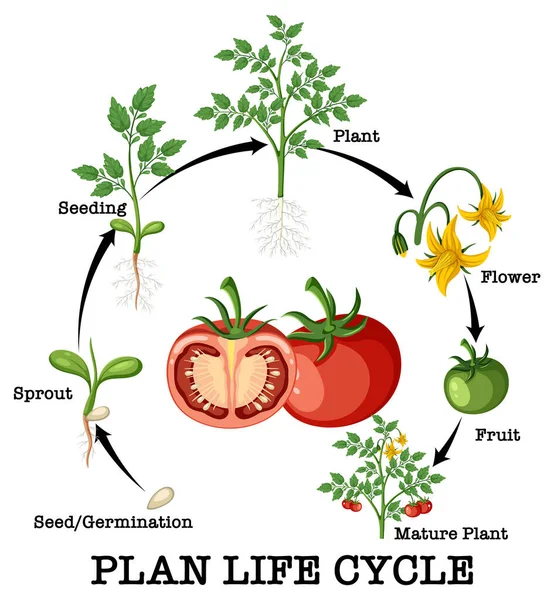 Veranschaulichung Des Lebenszyklus Einer Tomatenpflanze — Stockvektor