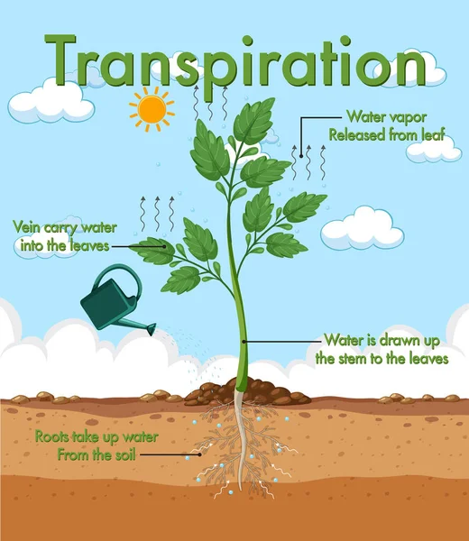 Diagram Som Visar Växternas Transpiration — Stock vektor