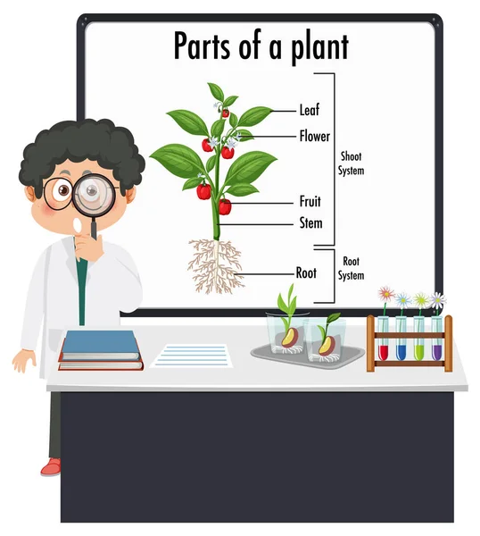 Παιδί Που Εξηγεί Μέρη Της Απεικόνισης Φυτών — Διανυσματικό Αρχείο