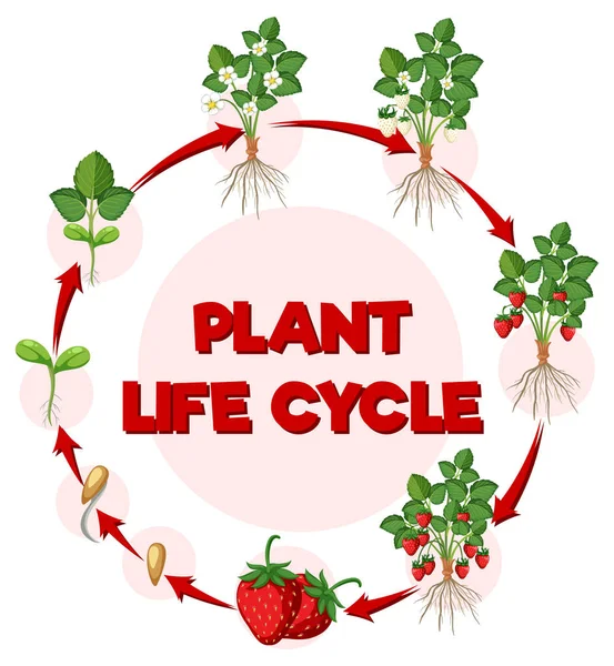 Life Cycle Strawberry Diagram Illustration — Stock Vector
