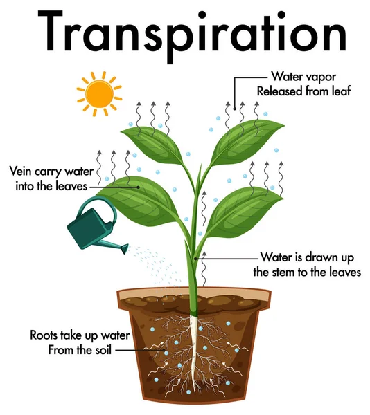 Schema Met Illustratie Van Planttranspiratie — Stockvector