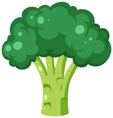 Brokoli beyaz arkaplan çiziminde izole edildi