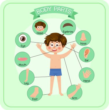 Sözcük dağarcığı illüstrasyonlu vücut parçaları