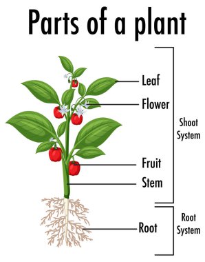 Bitki çiziminin parçalarını gösteren diyagram