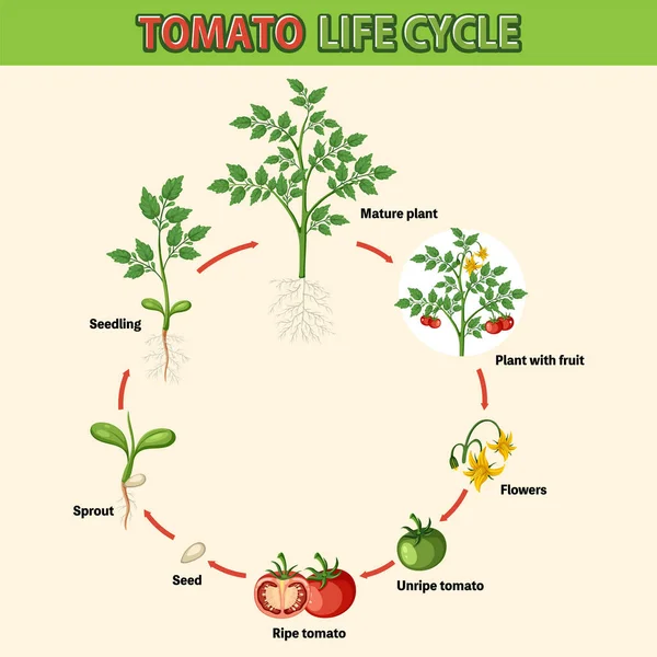 Life Cycle Tomato Plant Diagram Illustration — Stock Vector