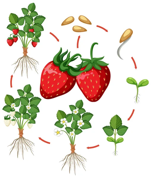 Life Cycle Strawberry Diagram Illustration — Stock Vector