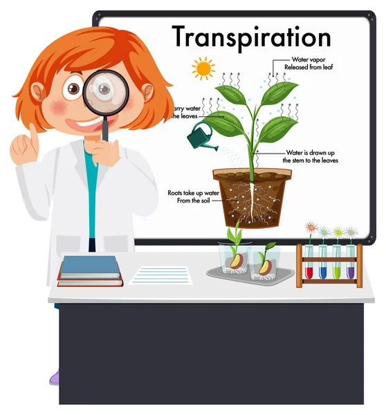 Παιδί Που Εξηγεί Απεικόνιση Της Εφίδρωσης Των Φυτών — Διανυσματικό Αρχείο
