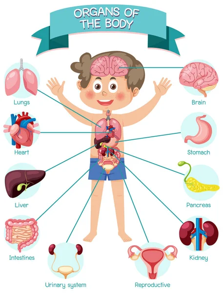 Inre Organ Kroppen För Barn Illustration — Stock vektor