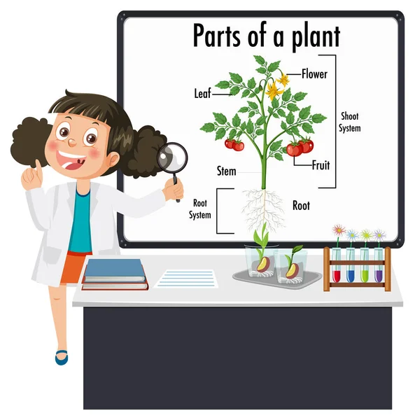Παιδί Που Εξηγεί Μέρη Μιας Απεικόνισης Φυτών — Διανυσματικό Αρχείο