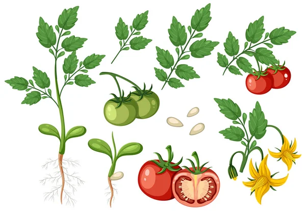 Paradicsomnövény Gyümölcselemkészlet Izolált Illusztrációból — Stock Vector