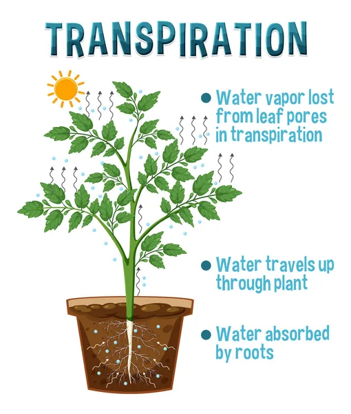 植物の蒸散図 — ストックベクタ