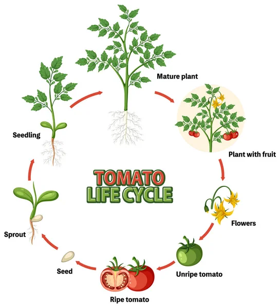 Ciclo Vida Diagrama Planta Tomate Ilustración — Archivo Imágenes Vectoriales