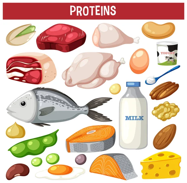 テキストイラストのタンパク質の肉の多様性 — ストックベクタ
