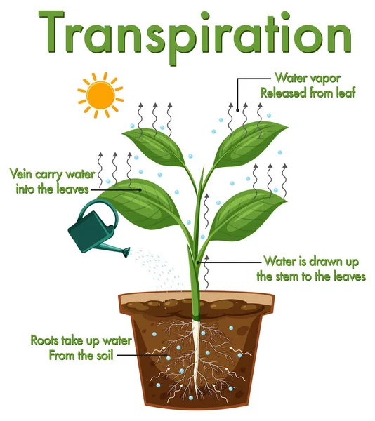 Diagram Som Visar Växternas Transpiration — Stock vektor