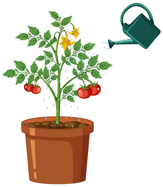 トマトの植物のベクトル図 — ストックベクタ