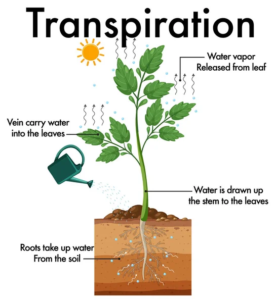 Diagram Znázorňující Ilustraci Transpirace Rostlin — Stockový vektor