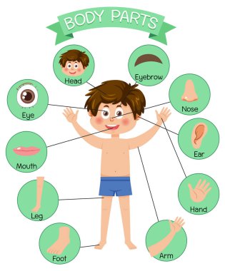 Sözcük dağarcığı illüstrasyonlu vücut parçaları