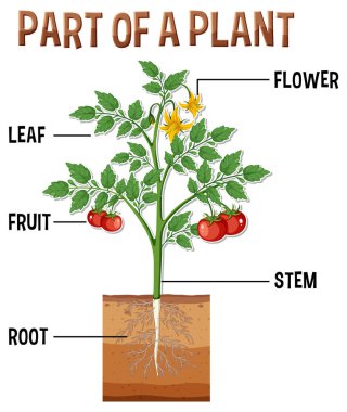 Bitki çiziminin parçalarını gösteren diyagram