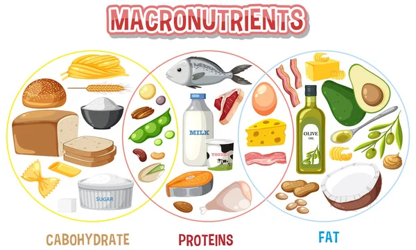 Die Wichtigsten Nahrungsmittelgruppen Makronährstoffe Vektor Illustration — Stockvektor