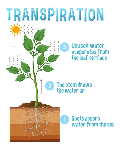 Figura Mostrando Ilustração Transpiração Plantas — Vetor de Stock