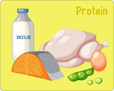Variety of protein foods vector illustration