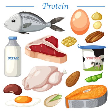 Variety of protein foods vector illustration