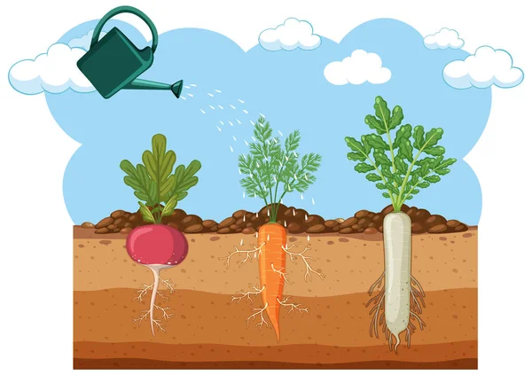 Radish Carrot Daikon Soil Illustration — Stock Vector
