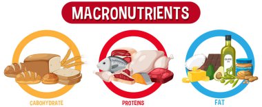 Ana besin grupları makro besin vektör illüstrasyonu