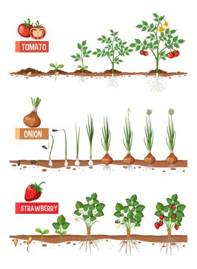 Set of Plants Growth Stages illustration