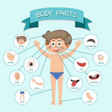 Sözcük dağarcığı illüstrasyonlu vücut parçaları