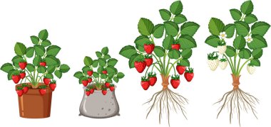 Set of strawberry plant parts illustration