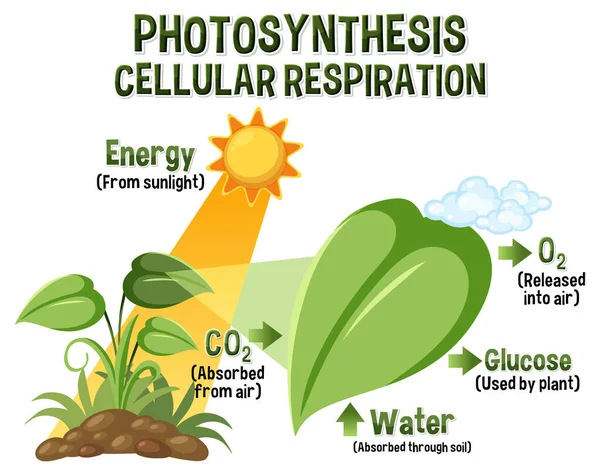 Diagram Photosynthesis Biology Life Science Education Illustration — ストックベクタ